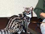 Bennet_the_Genet_10
