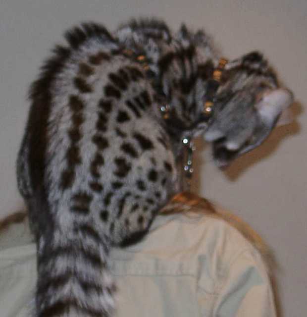 genet01