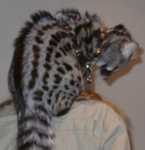 genet01