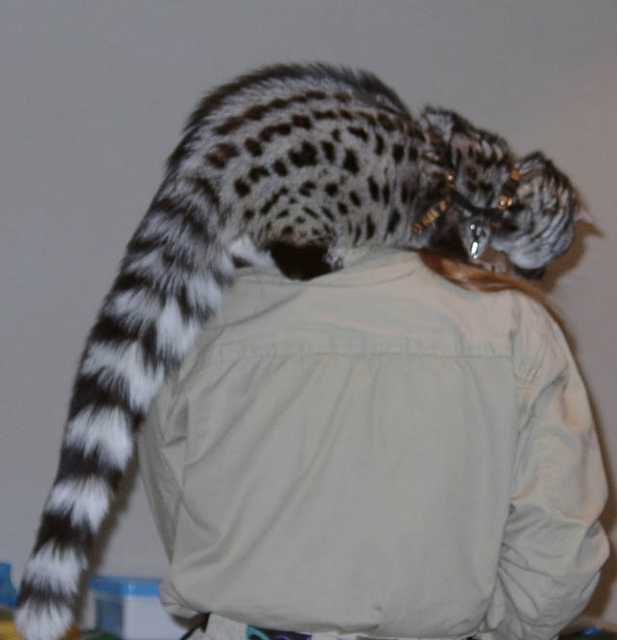 genet02