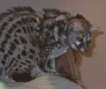 genet03