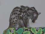 genet04