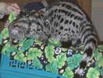 genet05