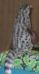 genet06