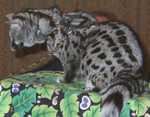 genet07