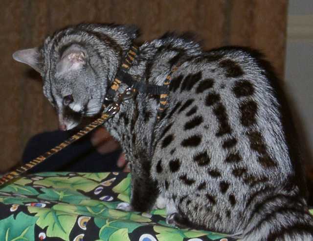genet08