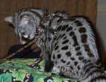 genet08