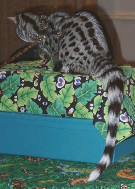 genet09