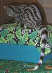 genet09