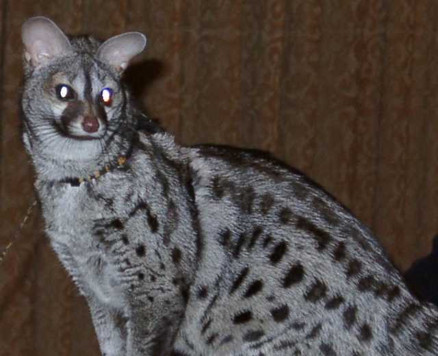 genet10