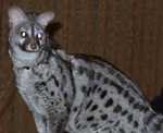 genet10
