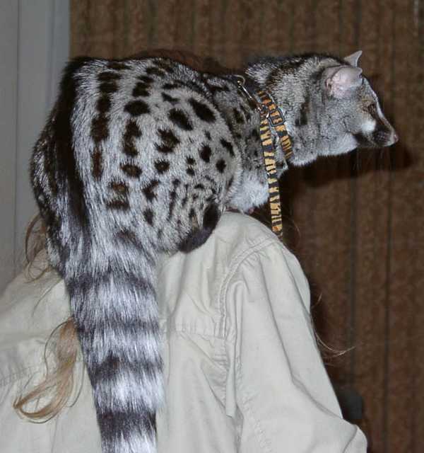 genet11
