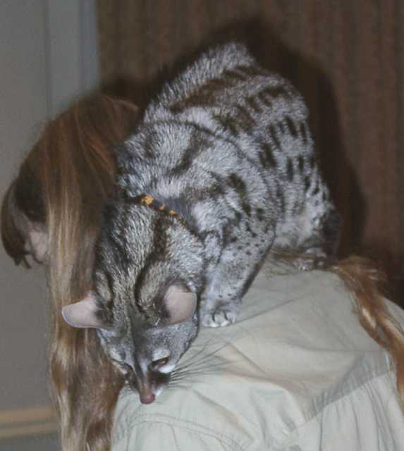 genet12