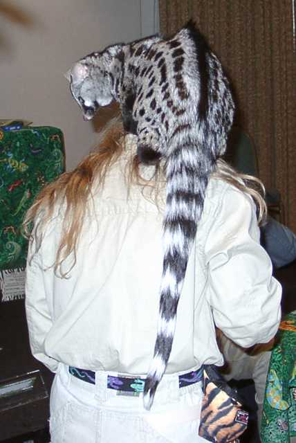 genet13