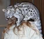 genet14