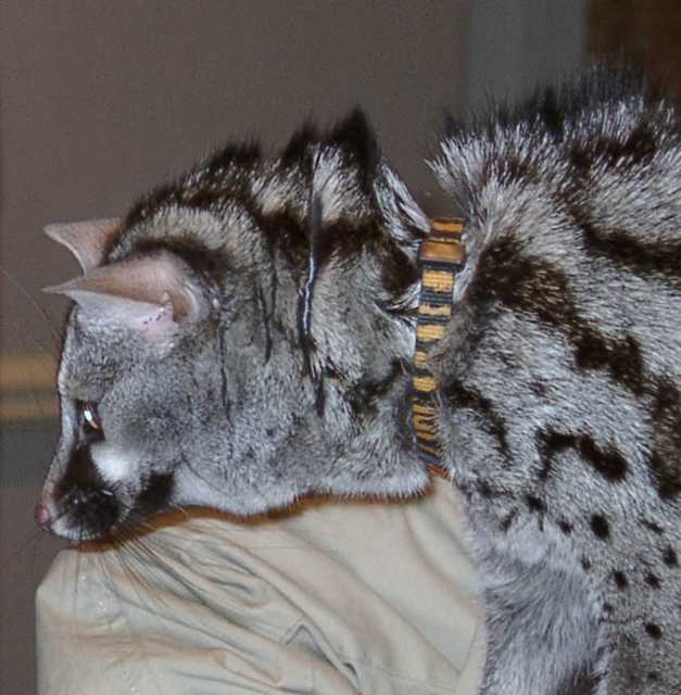 genet15