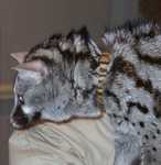 genet15
