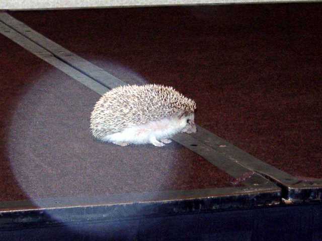 Poke-a-hontas_the_Hedgehog_01