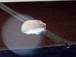 Poke-a-hontas_the_Hedgehog_01