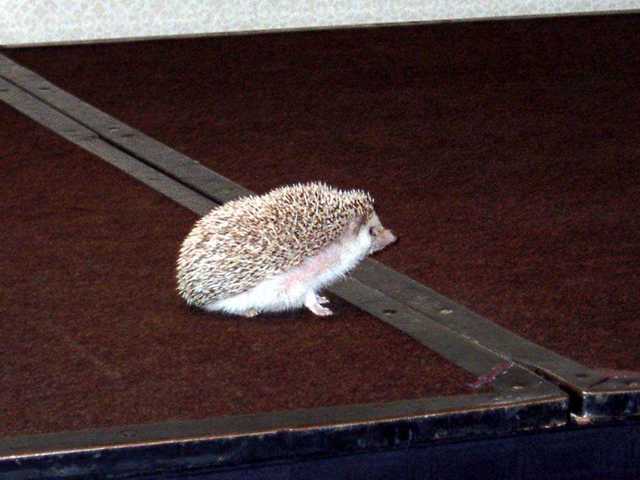 Poke-a-hontas_the_Hedgehog_02