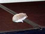 Poke-a-hontas_the_Hedgehog_02