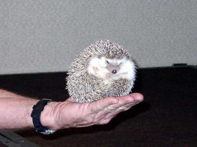 Poke-a-hontas_the_Hedgehog_03