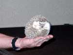 Poke-a-hontas_the_Hedgehog_03