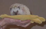 Highlight for Album: Hedgehogs