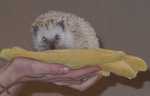 hedgehog01
