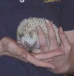 hedgehog02