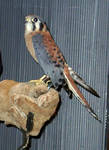 Highlight for Album: Kestrel