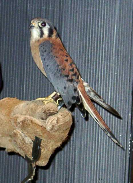 kestrel-01