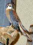 kestrel-02