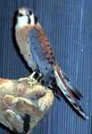 kestrel-03