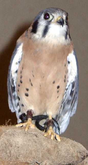 kestrel-05