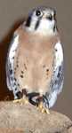 kestrel-05