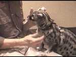 Bennet the Genet - FC2003 from Classroom Safari.

Resolution:320x240640x480
RealVideo Stream:
384k
768k
RealVideo Download:
29988Kb
59895Kb

