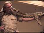 Boa Constrictor - FC2003 from Classroom Safari.

Resolution:320x240640x480
RealVideo Stream:
384k
768k
RealVideo Download:
19127Kb
38213Kb
