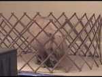 Bronco-Billy (Dwarf Miniature Horse) - FC2003 from Classroom Safari

Resolution:320x240640x480
RealVideo Stream:
384k
768k
RealVideo Download:
9522Kb
19010Kb

