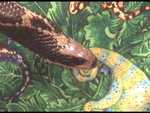 False Water Cobra - FC2003 from Classroom Safari.

Resolution:320x240640x480
RealVideo Stream:
384k
768k
RealVideo Download:
22284Kb
44547Kb

