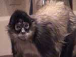 Georgia the Spider Monkey - FC2004 from Wildlife Companions.

Resolution:320x240640x480
RealVideo Stream:
384k
768k
RealVideo Download:
26535Kb
52989Kb

