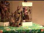 Kilaelae the Savannah Cat - FC2003 from Classroom Safari. A Serval Cat - Bengal Cat hybrid.

Resolution:320x240640x480
RealVideo Stream:
384k
768k
RealVideo Download:
49002Kb
97894Kb

