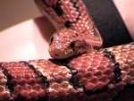 King Snake and Melanistic Corn Snake - FC2004 from Wildlife Companions

Resolution:320x240640x480
RealVideo Stream:
384k
768k
RealVideo Download:
3707Kb
7418Kb

