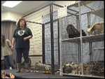The Barry R. Kirshner Wildlife Foundation - FC1999 provides sanctuary and care for 'special needs' animals, such as the white tiger cub, Serval, Ocelot and Burmese Python shown here. Visit their website at www.kirshner.org.

Resolution:320x240
RealVideo Stream:
384k
RealVideo Download:
73207Kb

