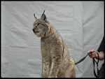 Lynx - FC1998 from Leopards Etc.

Resolution:320x240640x480
RealVideo Stream:
384k
768k
RealVideo Download:
8538Kb
17218Kb

