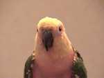 Patagonian Conures - FC2004 from Wildlife Companions

Resolution:320x240640x480
RealVideo Stream:
384k
768k
RealVideo Download:
20167Kb
40284Kb

