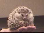 Pochahontas the African Pygmy Hedgehog - FC2003 from Classroom Safari.

Resolution:320x240640x480
RealVideo Stream:
384k
768k
RealVideo Download:
7234Kb
14570Kb

