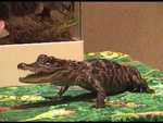 Satchel the Alligator - FC2003 from Classroom Safari.

Resolution:320x240640x480
RealVideo Stream:
384k
768k
RealVideo Download:
16193Kb
32364Kb

