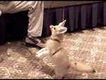 Spock the Fennec - FC2003 from Classroom Safari.

Resolution:320x240640x480
RealVideo Stream:
384k
768k
RealVideo Download:
22532Kb
44996Kb

