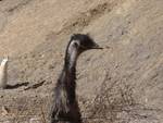 Highlight for Album: Llamas and Emus